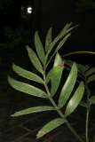 Encephalartos lehmannii RCP6-2013 325.JPG